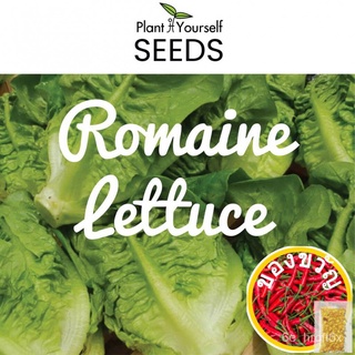 เมล็ดพืชเมล็ด Romaine letticeed KQRV