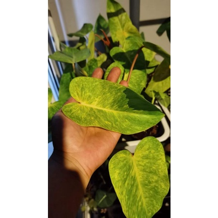 philodendron pink lady variegated
