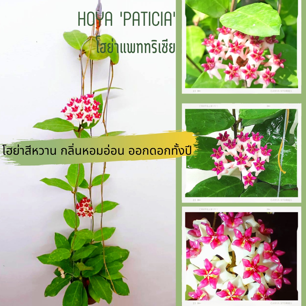 โฮย่าแพทริเซียHoya’Patricia’ โฮย่าดอกสีสวย ออกดอกเก่ง ไม้แขวนประดับ ส่งต้นติดดอก