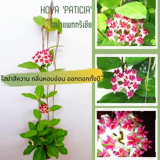 โฮย่าแพทริเซียHoya’Patricia’ โฮย่าดอกสีสวย ออกดอกเก่ง ไม้แขวนประดับ ส่งต้นติดดอก