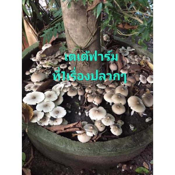 เชื้อเห็ดปลวก.แบบผง.เห็นผล100%(สุ้โควิต)สำหรับปลุกในบ่ชีเมน