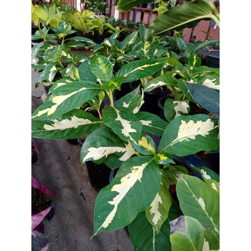 ไม้มงคล ไม้นิยม 🍀ต้นนาค 🍁ต้นเงิน 🌱ต้นทอง ส่งเป็น​ต้น​พร้อ​ม​กระถาง​