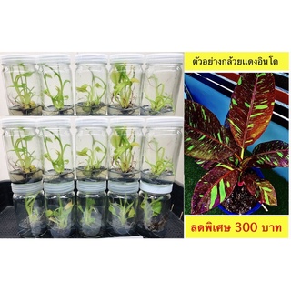เนื้อเยื่อเเดงอินโด(เเม่เเดง) พร้อมส่งจัดส่งเร็วมาก
