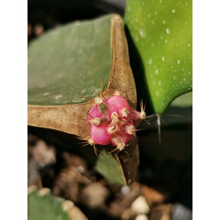 พิงค์​ไดมอนด์  Pink​ Diamond​ Cactus แคคตัส กระบองเพชร ไม้อวบน้ำ ไม้กราฟ ราคาถูก พิงค์​ไ​ดมอน พิงค์ไดม่อน พิ้ง PDM