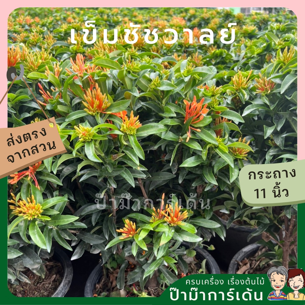 มุมมอง 4