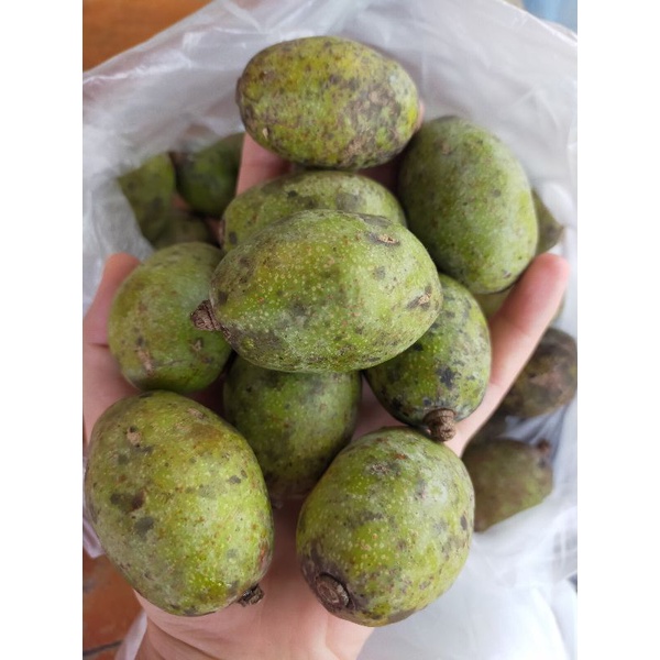 💥พร้อมส่ง💥มะกอกป่า มะกอกใส่ส้มตำ  ผลแก่จัด ขนาด500กรัม