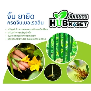 นาไรซ์ 1ลิตร (อะมิโน+สาหร่าย+จิ๊บ) ลมเบ่ง เร่งดอก ดึงช่อ