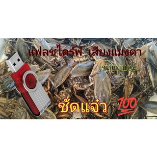 แฟลชไดร์ฟ เสียงแมงดา แมงดา ชัดแจ๋ว100% เข้าแน่นอน ราคาถูกที่สุด