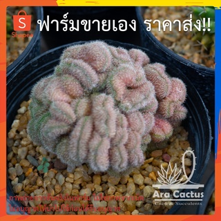 สวนขายเอง! แมมโยกัง Mammillaria compressa cv.Yokan ไซส์กระถาง 2-3 นิ้ว แคคตัส แคนตัส กระบองเพชร ตะบองเพชร ต้นไม้ประดับ