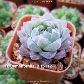 Haworthia Cymbiformis IB15112 บัวชมพู A083