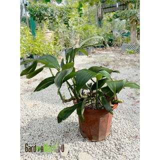 &lt;GardenMart4U&gt; Epipremnum Pinnatum ‘Dragon Tail’ Live Plant Pokok Indoor 麒麟叶裙子/内裤/向日葵/生菜/种子/园艺/seeds/手链/香菜/鲜花/ JHPB