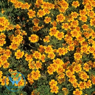 เมล็ดดาวเรืองฝรั่งเศส 200 เมล็ด French Marigold เมล็ดนำเข้า