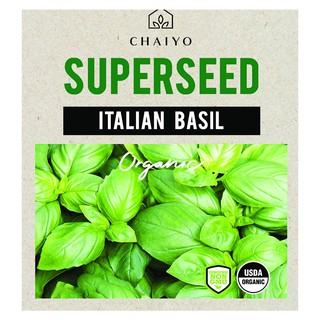 เมล็ดพันธุ์โหราพาอิตาเลี่ยน ชัยโย 280 เมล็ด ITALIAN BASIL (ORGANIC) 280 SEEDS