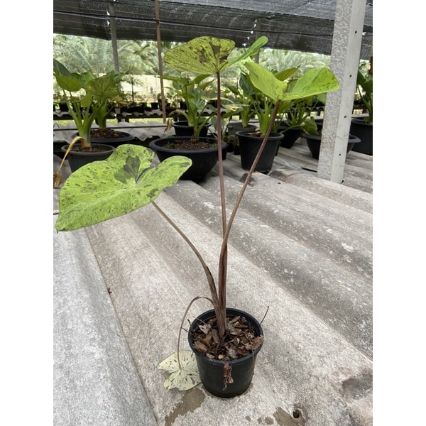 Colocasia mojito ดำดี ลายชัด 🖤🖤💚💚 กระถาง 5 นิ้ว ต้นใหญ่