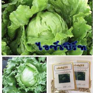 เมล็ดพันธุ์ ผักกาดหอมไอซ์เบิร์ก 200 เมล็ด Iceberg lettuce ผักกาดหอม ผักสลัด