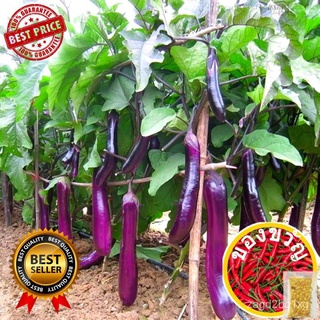 LONG EGGPLANT SEEDS - 25pcs seeds /HYBRID/EASY TO GROW/HIGH YIELD帽子/香菜/上衣/儿童/木瓜/男装/seeds/鲜花/芹菜/种子/ XXT4