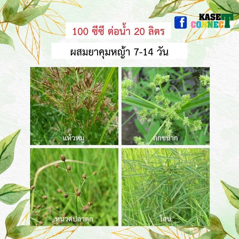 เอ็มซีพีเอ 30 สารกำจัดวัชพืชในนาข้าว ยาฆ่าหญ้ากก รูปที่ 8