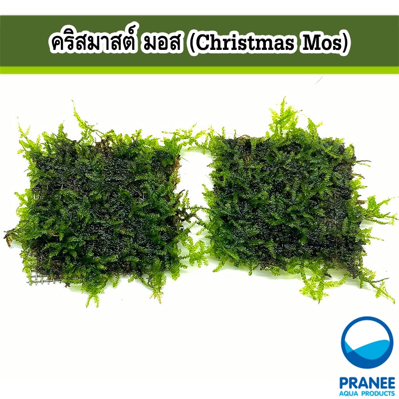 คริสมาสต์ มอส (Christmas Moss) พันตะแกรงสเตนเลสต้นไม้น้ำ ต้นไม้น้ำตกแต่งตู้ปลา ***กรุณาอ่านรายละเอียดก่อนสั่งซื้อ***