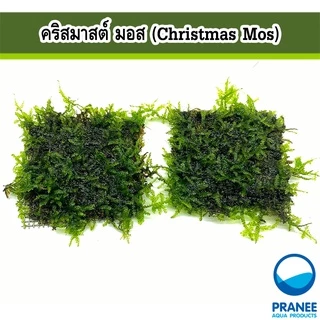 คริสมาสต์ มอส (Christmas Moss) พันตะแกรงและเกาะหิน ต้นไม้น้ำ ต้นไม้น้ำตกแต่งตู้ปลา ***กรุณาอ่านรายละเอียดก่อนสั่งซื้อ***