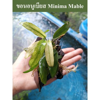 ขอนไม้อนูเบียส Minima Mable (ต้นไม้น้ำ)