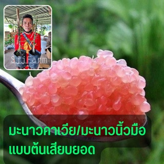 ต้นมะนาวคาเวียร์ มะนาวนิ้วมือ สูง 30 ซม.ขึ้นไป แบบเสียบยอด  สินค้าพร้อมส่ง