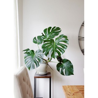 มอนสเตอร่าไจแอนด์ monstera giant สวยมากต้นใหญ่ ใบสวยทุกใบไม่ต้องรอให้ใบงอก