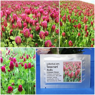 เมล็ดพันธุ์ โคลเวอร์ คิมสัน (Crimson Clover Seed) บรรจุ 300 เมล็ด คุณภาพดี ราคาถูก ของแท้ 100%