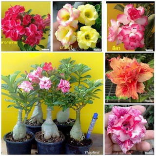 12 เมล็ด เมล็ดพันธุ์ ชวนชม สายพันธุ์ฮอลแลนด์ คละสี Adenium Seeds