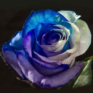 30 เมล็ด กุหลาบ Dragon Rose Seeds สี ขาว-ฟ้า ดอกใหญ่ นำเข้าพร้อมคู่มือ