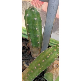 Harrisia.  jusbertii