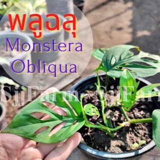 1 ต้น พลูฉลุ Monstera obliqua ต้นไม้ในร่ม ต้นไม้ฟอกอากาศ  ไม้มงคล จัดส่งพร้อมกระถาง 1-3 วันได้รับ