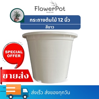 (10 ใบ) กระถางต้นไม้ 12 นิ้ว สีขาว กระถางปลูกบอน  กระถางพลาสติก กระถางมินิมอล