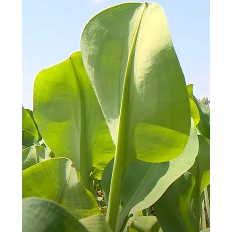 เมล็ดผัก ผักพาย คันจอง ตาลปัตรฤาษี ผักก้านจอง  ผักสมุนไพรพื้นบ้าน ซองละ 500 เม็ด - รูปที่ 3