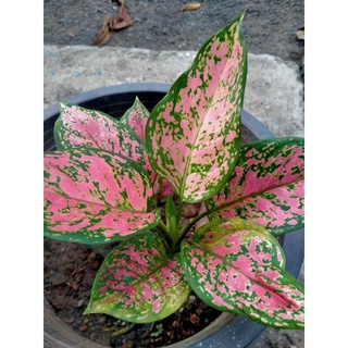 Aglaonema tri-color อะโกลนีมา อัญมณีสามสี  สีเข้มลายสวย ส่งฟรี ขายยกกระถาง