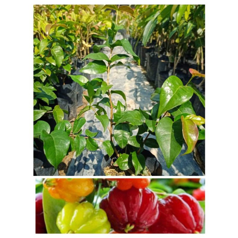 ต้นมะยมแดงหรือต้นมะยมฝรั่ง 1 ผลมี 3 สี เป็นต้นไม้มงคล ติดผลตลอดปี สูง 50-60ซ.ม