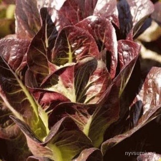 （อัตราการงอก 90%）เมล็ดพันธุ์ สลัดเรดคอสโรเมน (Red Cos Romaine Lettuce) 500เมล็ด/เมล็ด ผัก ปลูก สวนครัว คละ