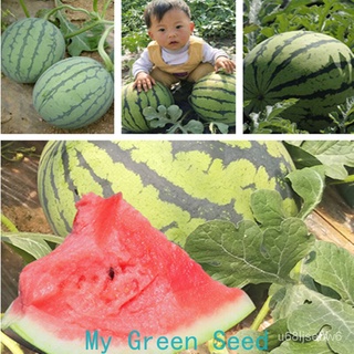 ถูก ใหม่ สายพันธุ์เมล็ดแตงโม（watermelon seed）20เมล็ดพันธุ์คุณภาพ ต้นไม้ผลไม้ เมล็ดแตงโม แตงโมอร่อย พันธุ์ไม้ผล อุปกรณ GN