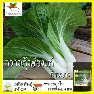 เมล็ดพันธุ์ กวางตุ้งฮ่องเต้ก้านขาว 500 เมล็ด Canton Pak Choi Seed เมล็ดพันธุ์แท้100% นำเข้าจากต่างประเทศ กวางตุ้ง ถูกดี