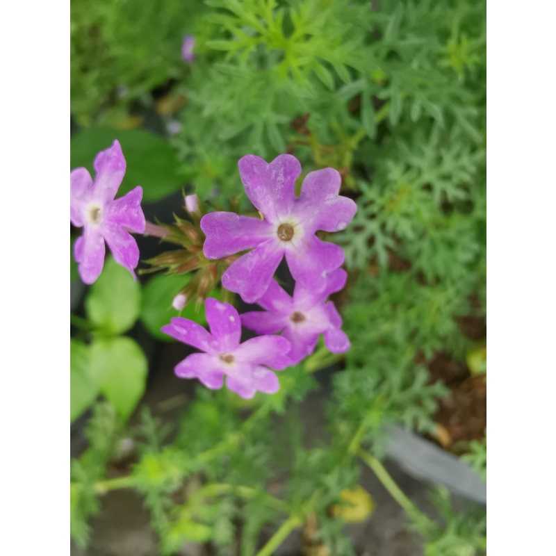 ดอกเวอร์บีน่าแคระ Verbena #ไม้ดอกทานได้ ออกทั้งปี #F05