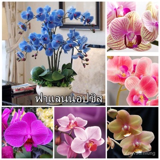 （มีของแจก）จัดส่งที่รวดเร็ว 50Pcs ฟาแลนนอปซิส Multicolor Phalaenopsis Orchid Seeds เมล็ดดอกไม้/เมล็ด ผัก ปลูก สวนครัว คละ