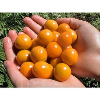 เมล็ดพันธุ์ เคพกูสเบอร์รี่ physalis peruviana cape gooseberry 30 เมล็ด เมล็ดพันธุ์นำเข้าจาก ยุโรป อัตราการงอก 90 %