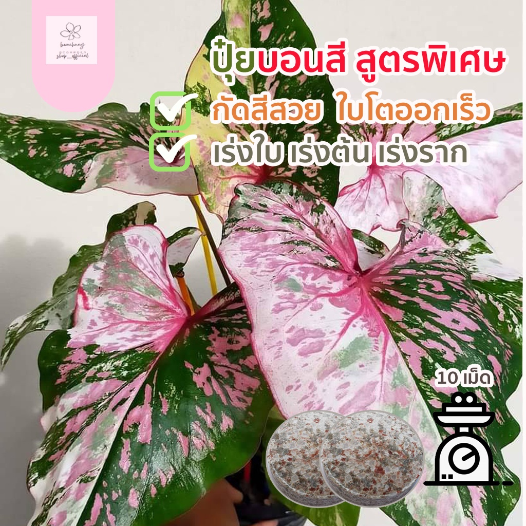 ปุ๋ยบอนสี บอนสี สวยครบจบในเม็ดเดียว​ ปุ๋ยบัว กัดสีสวย เร่งโต เร่งการแตกกอ สร้างยอดใหม่ ใบใหญ่หนา เพิ่มขนาดหัว