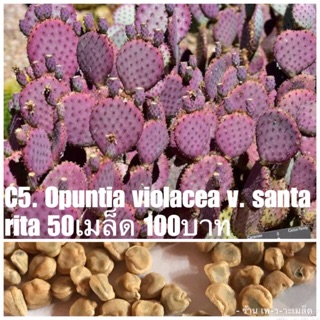 C5. Opuntia violacea v. santa rita 50เมล็ด 100บาท