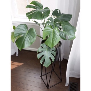 มอนสเตอราไจแอน ไม้เพาะเมล็ด อายุ 1 ปี  ส่งแบบตุ้มถอดกระถาง Monstera Giant