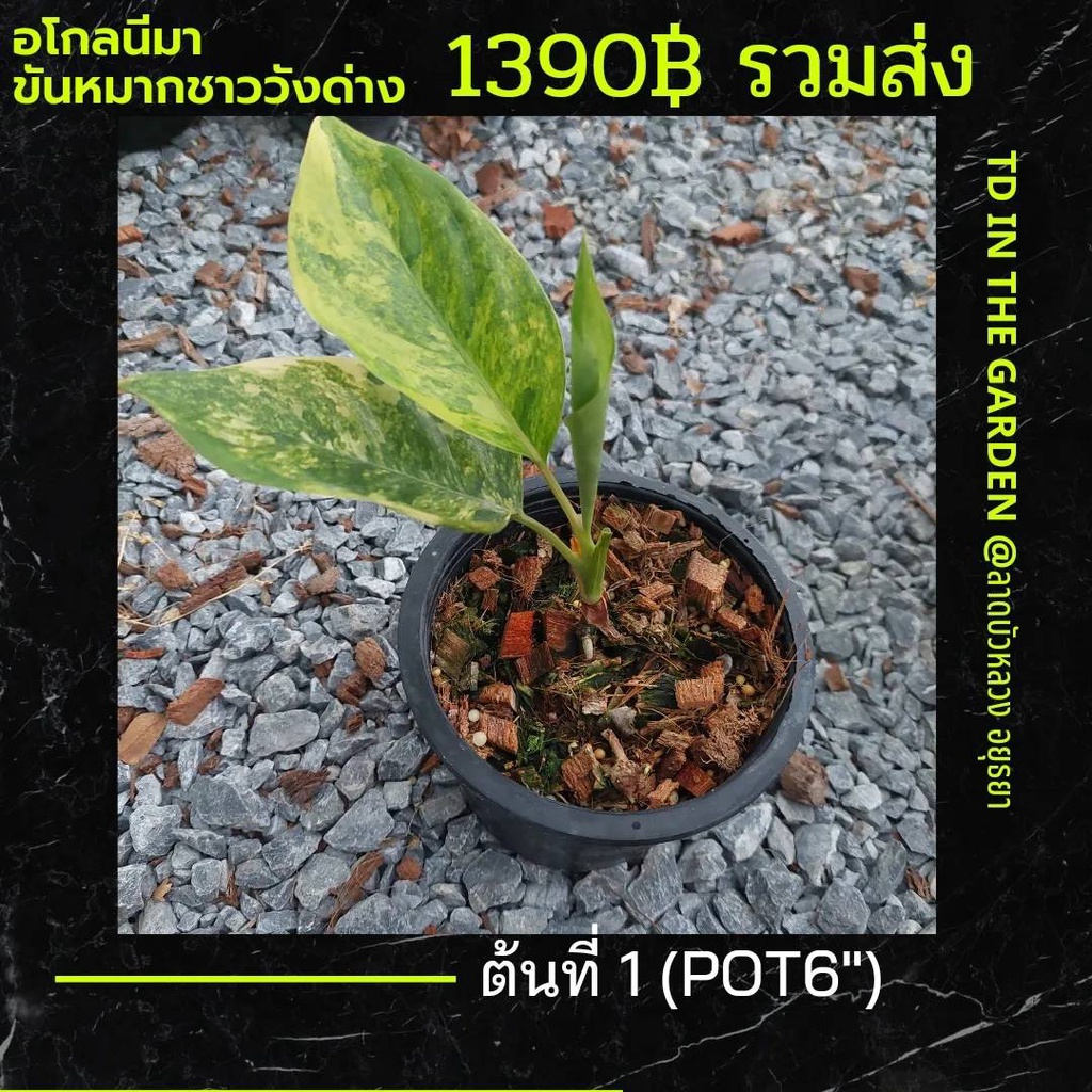 ขันหมากชาววังด่าง หรือ ขันหมากเศรษฐี รากแข็งแรง🅐glaonema sp. 'Khan-hmak 🅢etthi