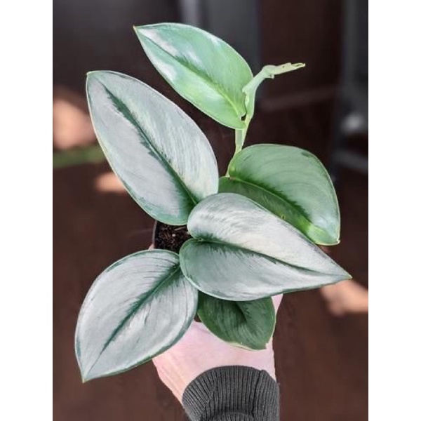 พลูใบเงิน(Scindapsus treubii ‘Moonlight’) กระถาง5”