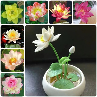 20 ชิ้น Lotus water lily seed บัวคละสี เมล็ดบัวจิ๋ว เมล็ดดอกไม้ ต้นไม้ประดับ ต้นไม้มงคล เมล็ด บัวจิ๋วญี่ปุ่นพันธุ์ดอกไม้