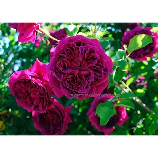 30 เมล็ด เมล็ดพันธุ์ กุหลาบ พันธุ์ กุหลาบสีม่วง William Shakespeare Rose Seeds ดอกใหญ่ นำเข้าจากต่างประเทศ