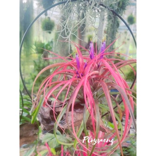 Tillandsia brachycaulosแดง