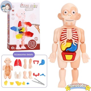 【nono】Human Body Model ของเล่นจำลองร่างกายมนุษย์ ของเล่นstem ของเล่นเพื่อการศึกษา ของเล่นวิทยาศาสตร์ ของเล่นเด็ก เสริมพัฒนาการ